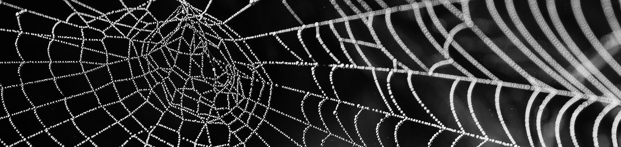 Influencers, ¿reales o monstruos del lago web?